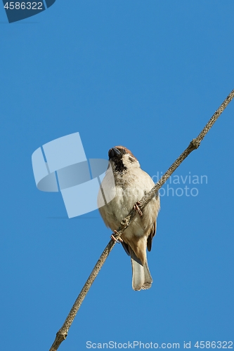 Image of Sparrow on a branch, blue sky