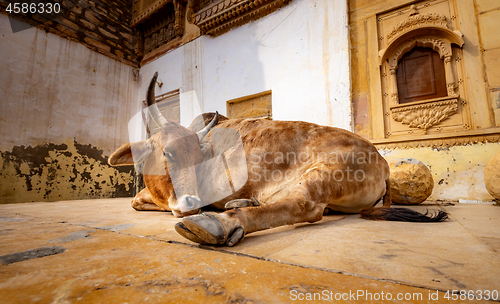 Image of Cow on street in India. Constitution of India mandates the prote