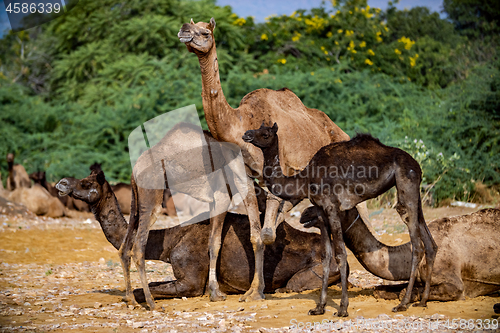 Image of Camels at the Pushkar Fair, also called the Pushkar Camel Fair o