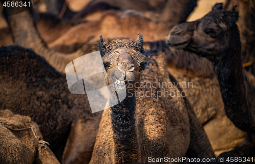 Image of Camels at the Pushkar Fair, also called the Pushkar Camel Fair o