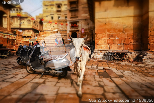 Image of Tilt shift lens - Cow on street in India. Constitution of India 