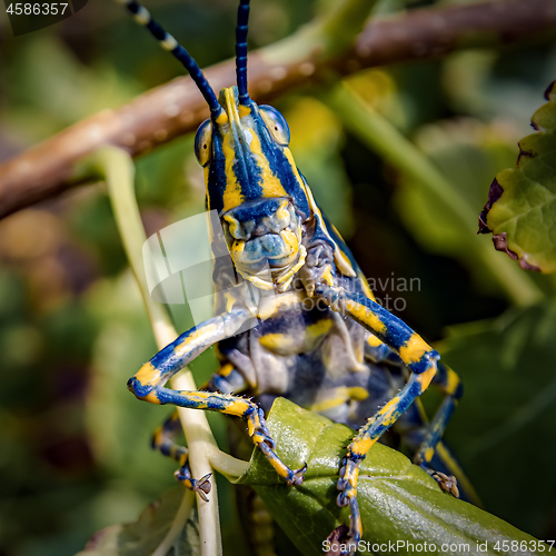 Image of Aularches miliaris is a monotypic grasshopper species of the gen