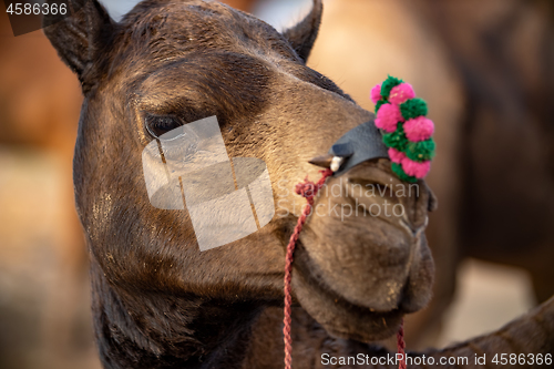 Image of Camels at the Pushkar Fair, also called the Pushkar Camel Fair o