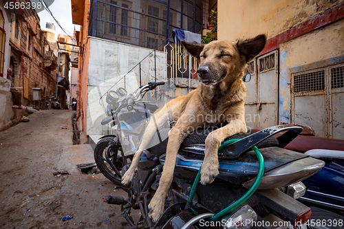 Image of Indian street dog in Jaisalmer, Rajasthan, India