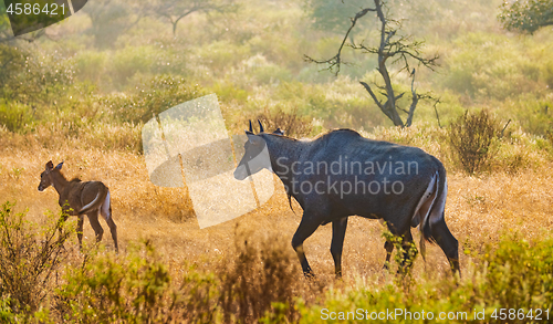 Image of Nilgai or blue bull is the largest Asian antelope and is endemic