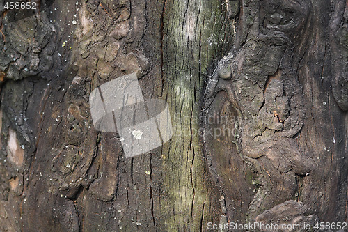 Image of Platan