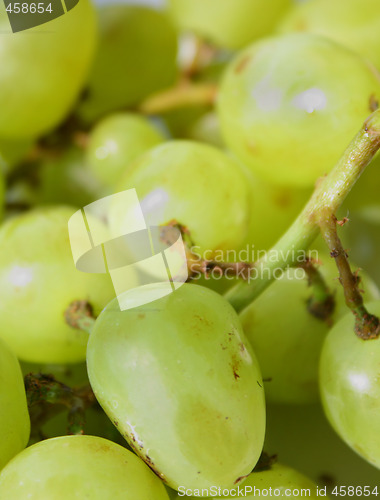 Image of Green grape