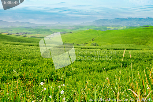 Image of Beautiful spring froggy landscape in Tuscany