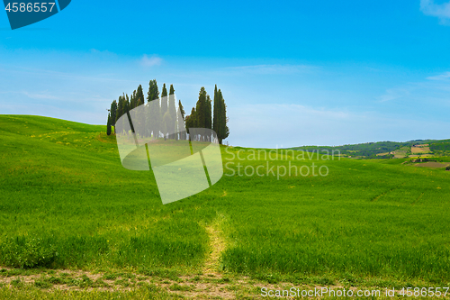 Image of Beautiful spring minimalistic landscape with Italian Cypress in Tuscany