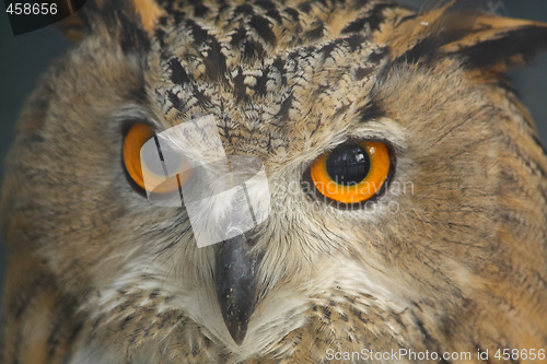 Image of Owl
