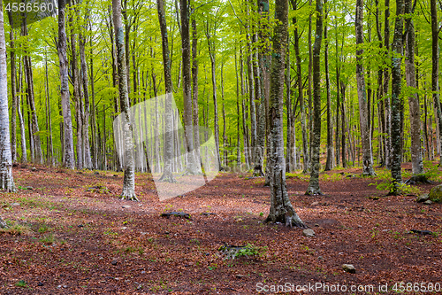 Image of Woods in Amiata Mountain in spring season, Tuscany