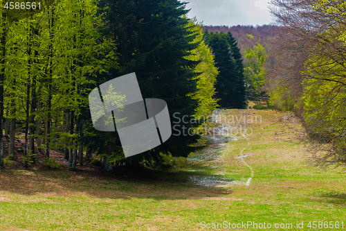 Image of Trees in Amiata Mountain in spring season, Tuscany