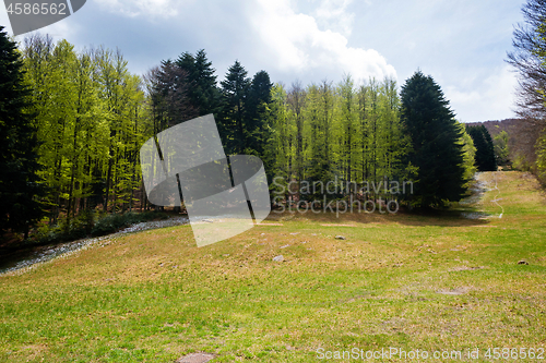 Image of Trees in Amiata Mountain in spring season, Tuscany