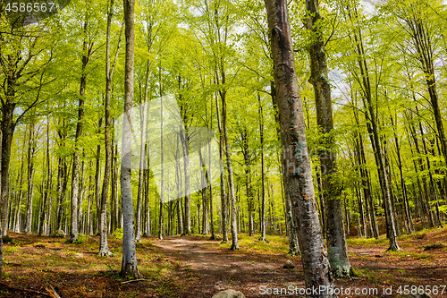 Image of Woods in Amiata Mountain in spring season, Tuscany