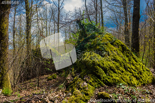 Image of Big stone with moss on Amiata Mountain, Tuscany