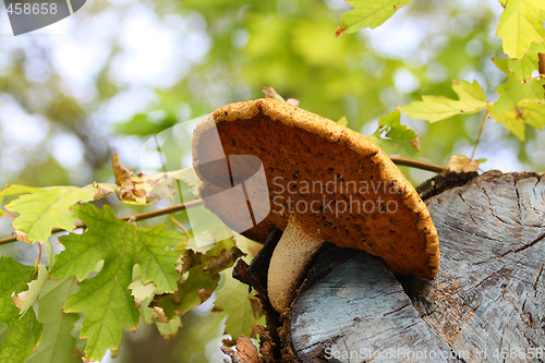 Image of Mushroom on the tree