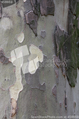 Image of Platan bark