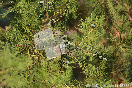 Image of Shined thuja