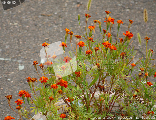 Image of Tagetes