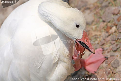 Image of Funny goose