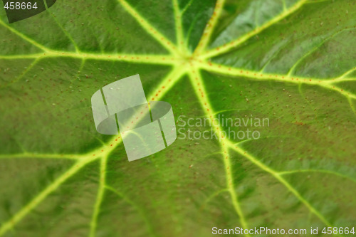 Image of Gynura leaf