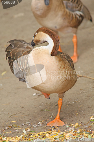 Image of Cleaning wings