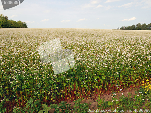 Image of Flowering Buckwheat Field