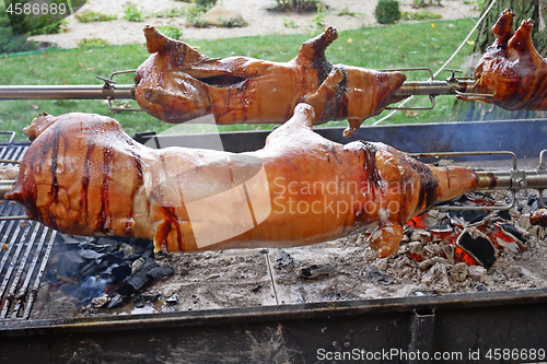 Image of Pig carcasses over a charcoal fire