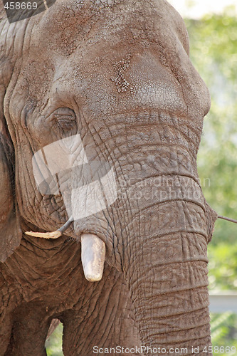 Image of Old elephant