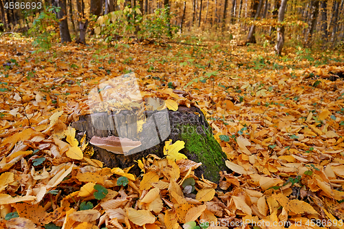 Image of Mushroom tinder on a stump in forest in lovely autumn day