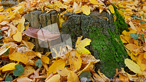 Image of Mushroom tinder on a stump in autumn