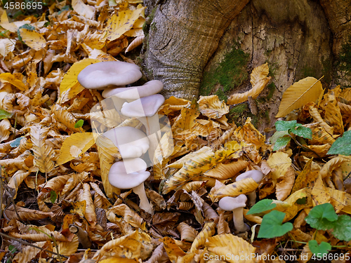 Image of Oyster mushroom growing near the stump