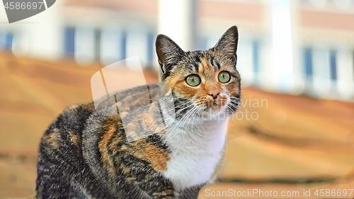 Image of Beautiful tabby kitten with green eyes on the roof