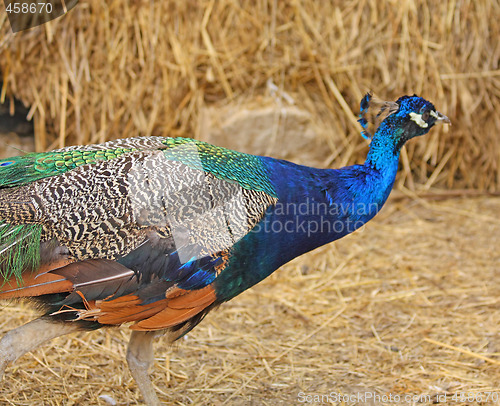 Image of Running peacock