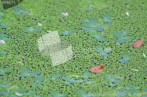 Image of Duckweed