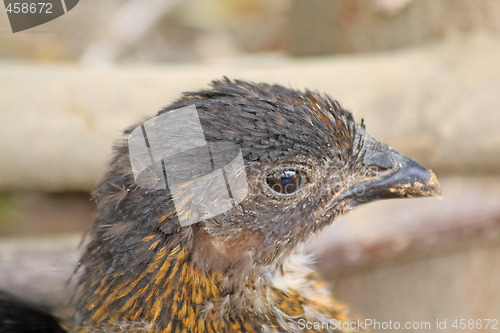 Image of Chicken