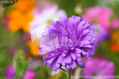 Image of Purple aster
