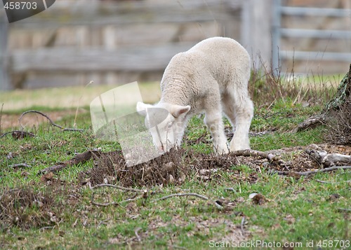 Image of young baby lamb