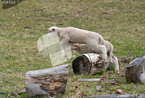 Image of young baby lamb jumping