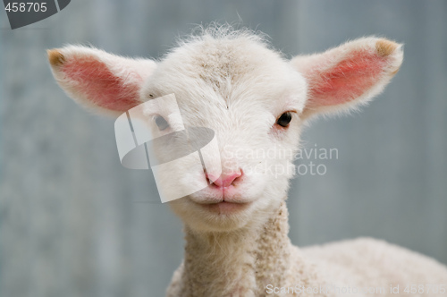 Image of young baby lamb