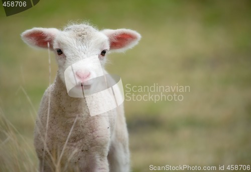 Image of young baby lamb