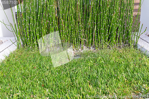 Image of Reed Bamboo