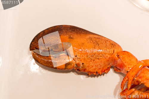 Image of Claw Lobster