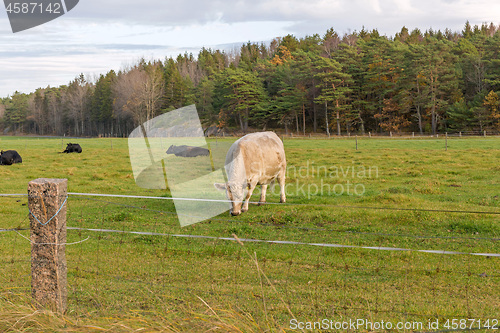Image of Grazing Cow