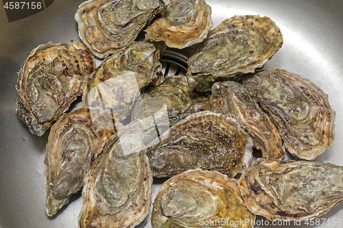 Image of Bunch of Oysters