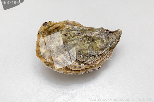 Image of Oyster at Table