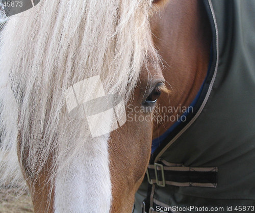 Image of Shy Horse