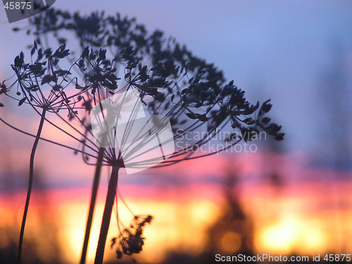 Image of Sunrise Flower