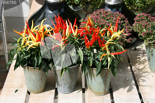 Image of Chili peppers