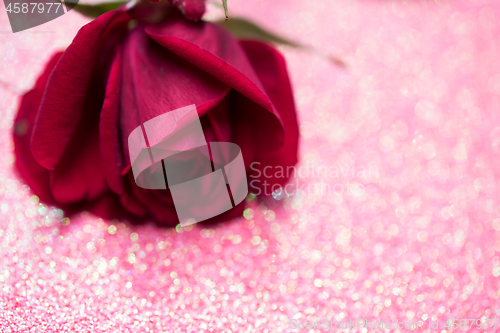 Image of Rose over pink abstract background with bokeh
